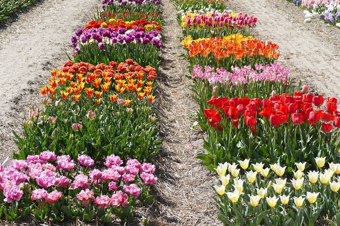 Taking Pictures in the Tulip Field at De Tulperij - Meeting point, duration, and how to avoid the common time trap