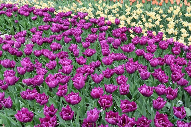 Tour to Giethoorn and Keukenhof Tulip Fields from Amsterdam - Keukenhof: largest flower garden, plus real time to wander