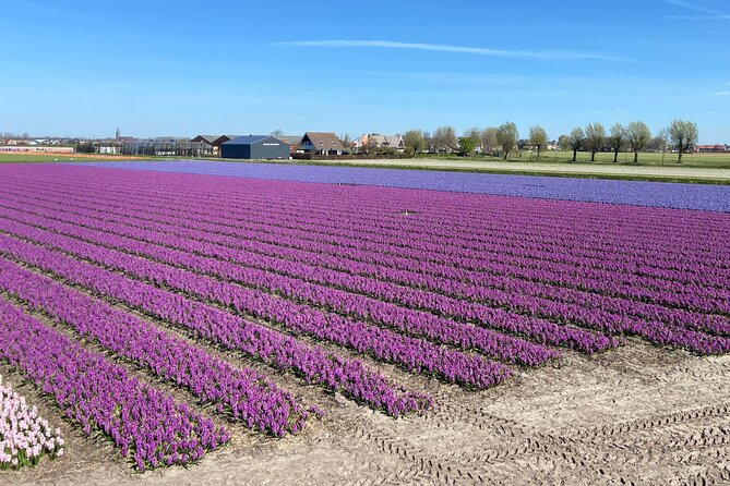 Tulip Fields near Keukenhof - Self-Drive Audio Tour for 2 People - Who this tour suits best (and who should skip it)