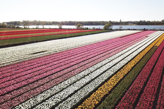 Tulip Fields near Keukenhof - Self-Drive Audio Tour for 2 People - The route: a 20 km loop through the Flower Bulb Region