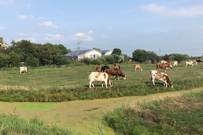 Windmill, Dairy Farms & Countryside Electric Bike Tour - E-Bikes Done Right, Helmets and Ponchos That Actually Help