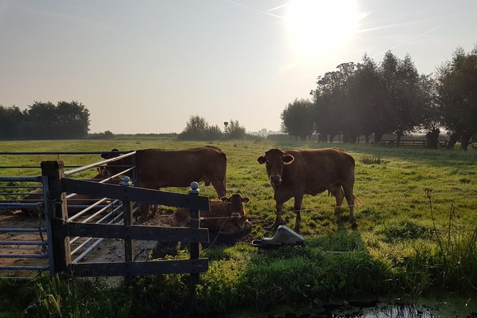 Zaanse Schans and Volendam Private Tour – Clogs, Cheese and More - Timing and practical tips for a smoother day