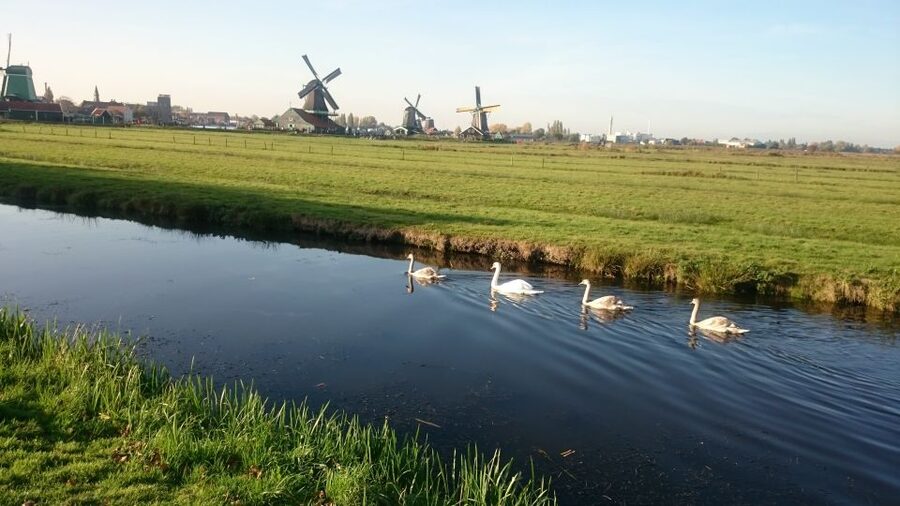 Zaanse Schans Windmills 4-Hour Tour in Italian - Guide quality in practice, and why names come up