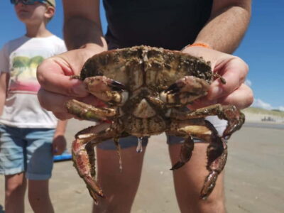 Zeeland Strand safari met visnet NL/DE