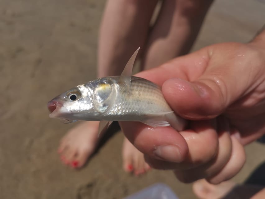 Zeeland Strand safari met visnet NL/DE - What you might find on the sand and in the net