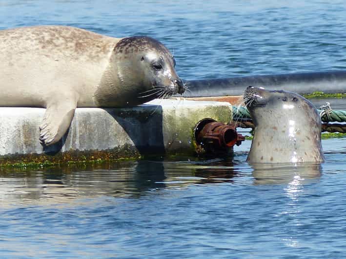 Zeeland Zeehonden strand safari NL/DE - The beach safari walk: active learning on the North Sea shore